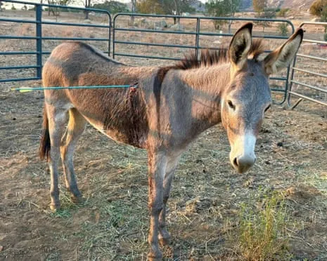 Burro Healing After Newest Projectile Strike on Wild Burros in the Golden State